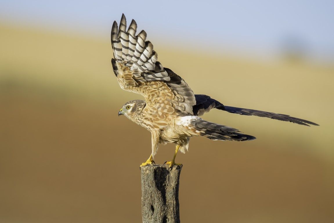 SEO hace un llamamiento para no bajar la guardia en la protección de las especies amenazadas